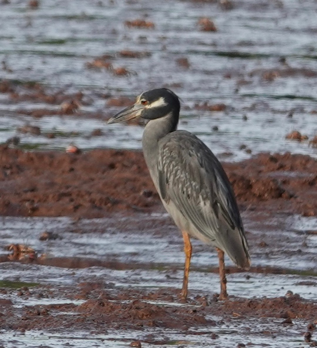 Yellow-crowned Night Heron - ML619399968