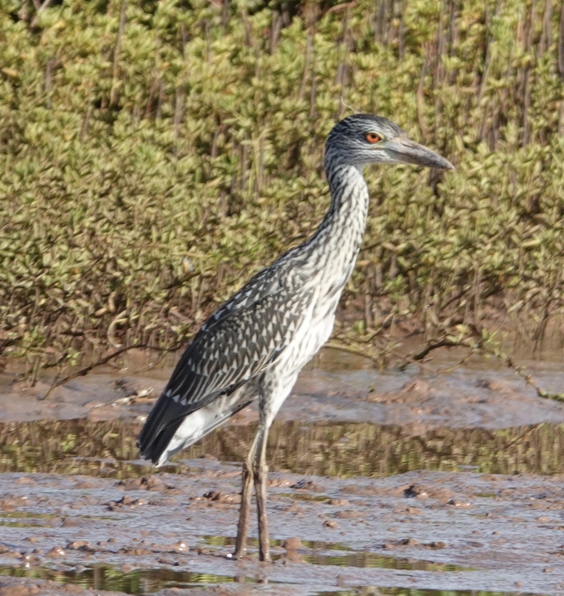 Yellow-crowned Night Heron - ML619399970