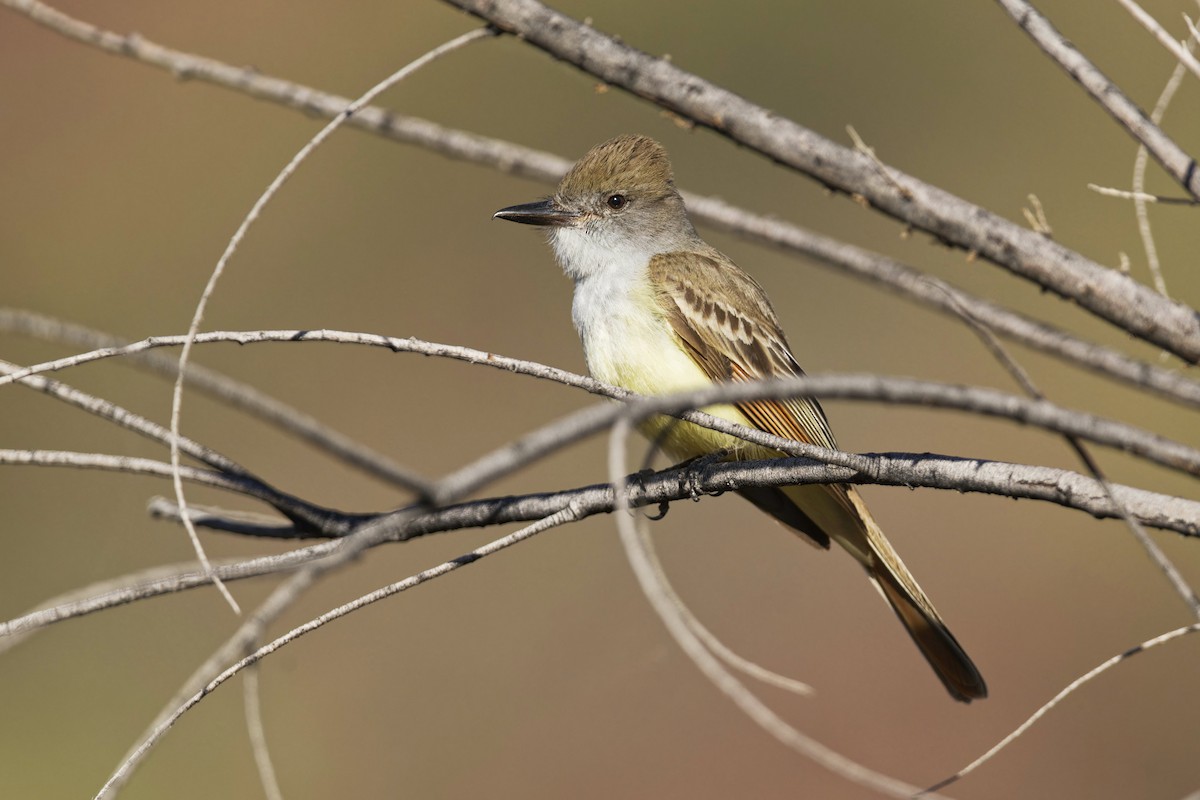 Brown-crested Flycatcher - Anonymous