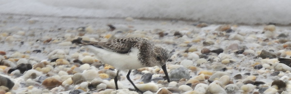 Sanderling - Kurt Schwarz