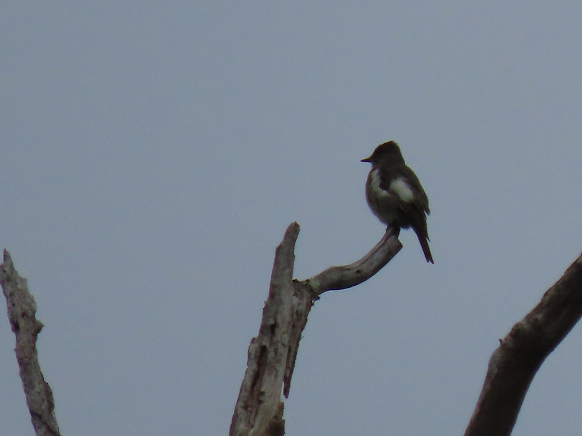 Olive-sided Flycatcher - Jannie Shapiro