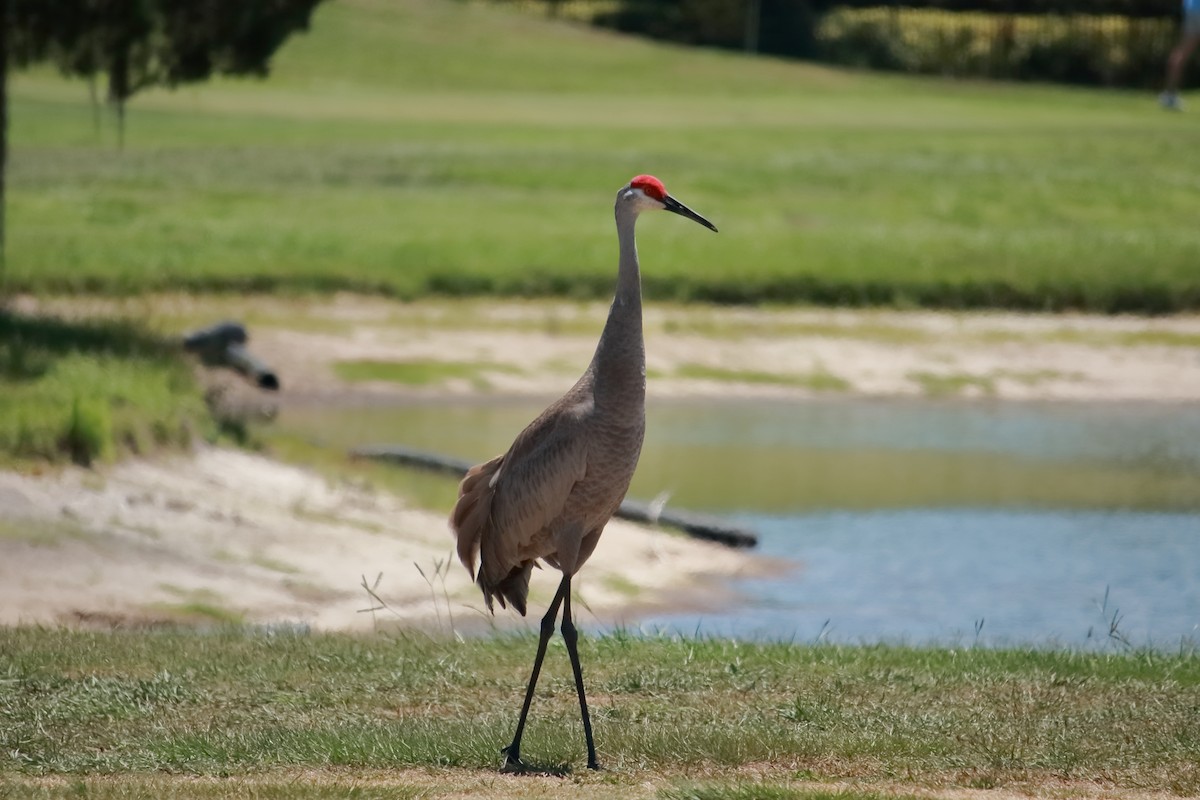 Sandhill Crane - Taylor DiTarando