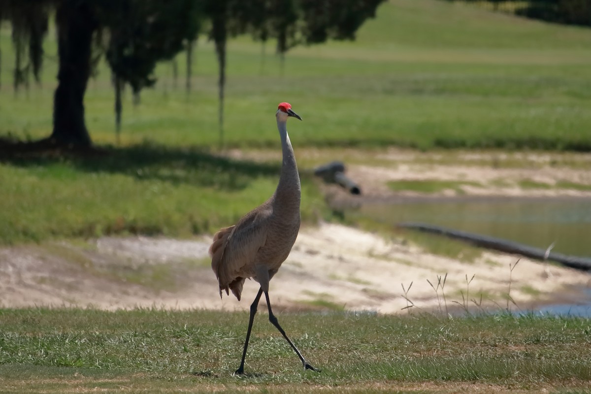 Sandhill Crane - Taylor DiTarando