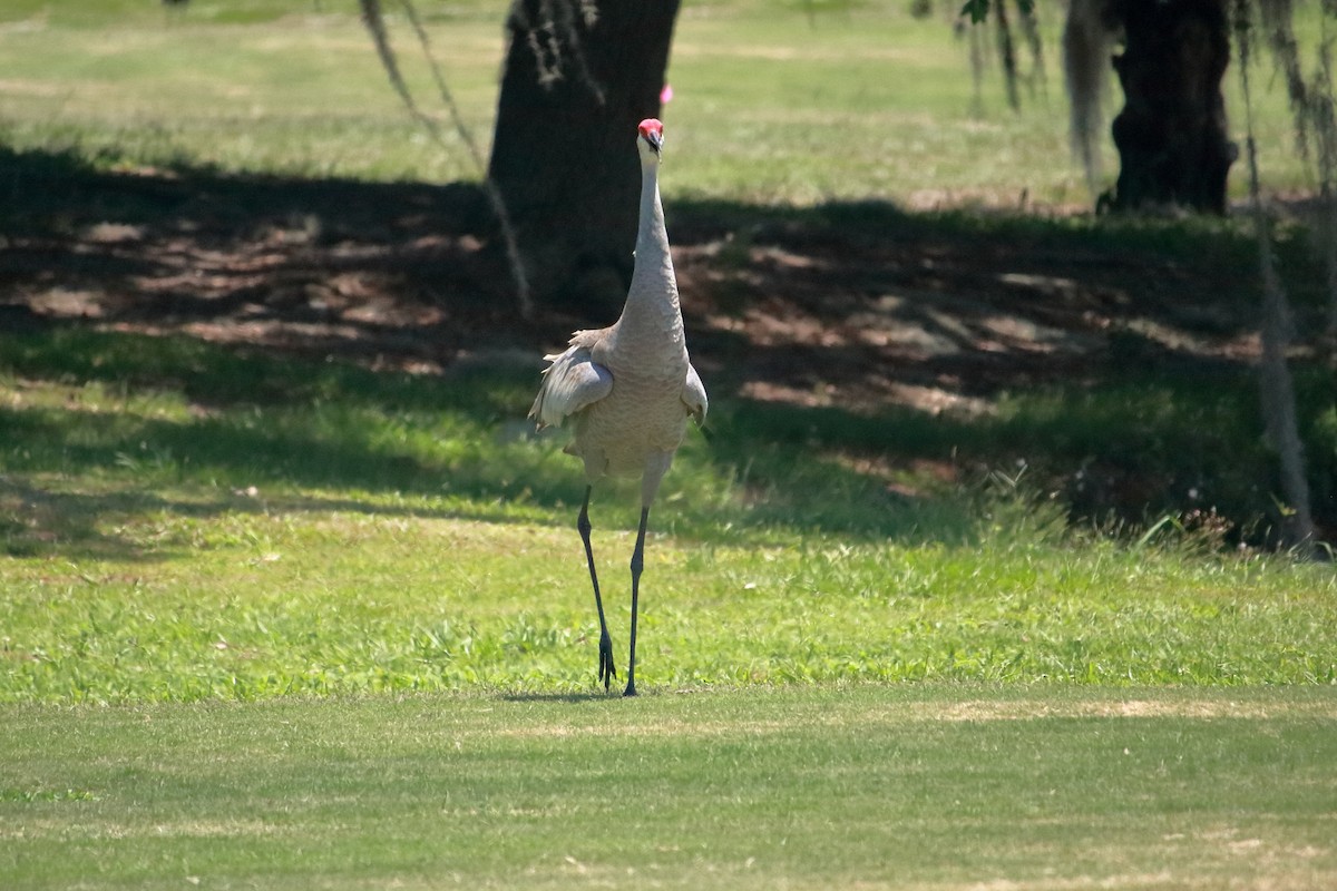 Sandhill Crane - Taylor DiTarando