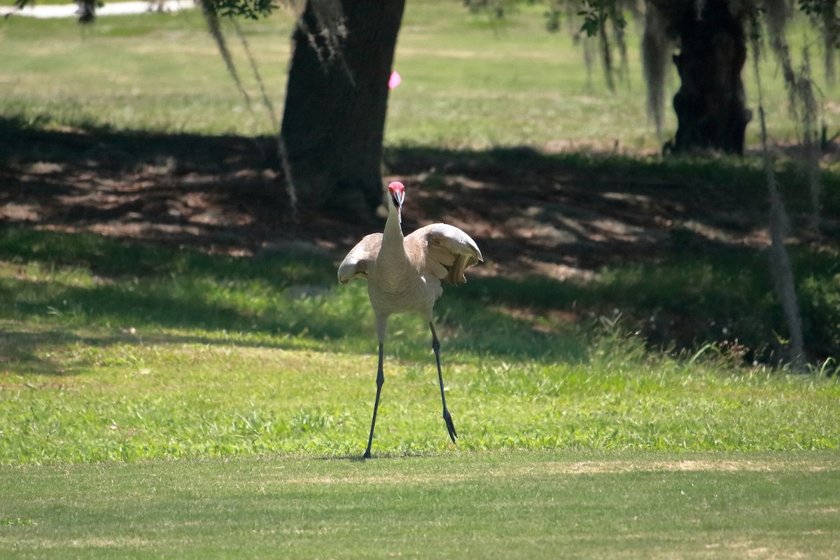 Sandhill Crane - Taylor DiTarando