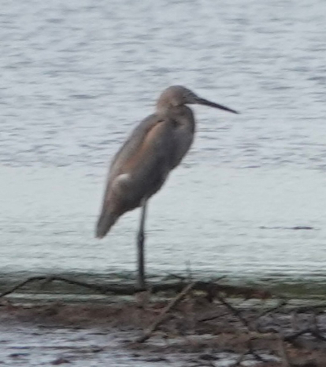 Reddish Egret - Eric Hough