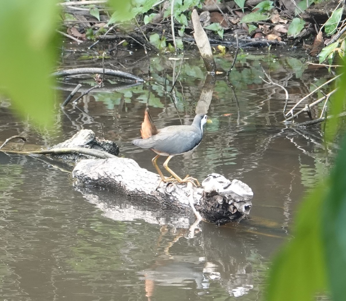 White-breasted Waterhen - Joe Heinlein