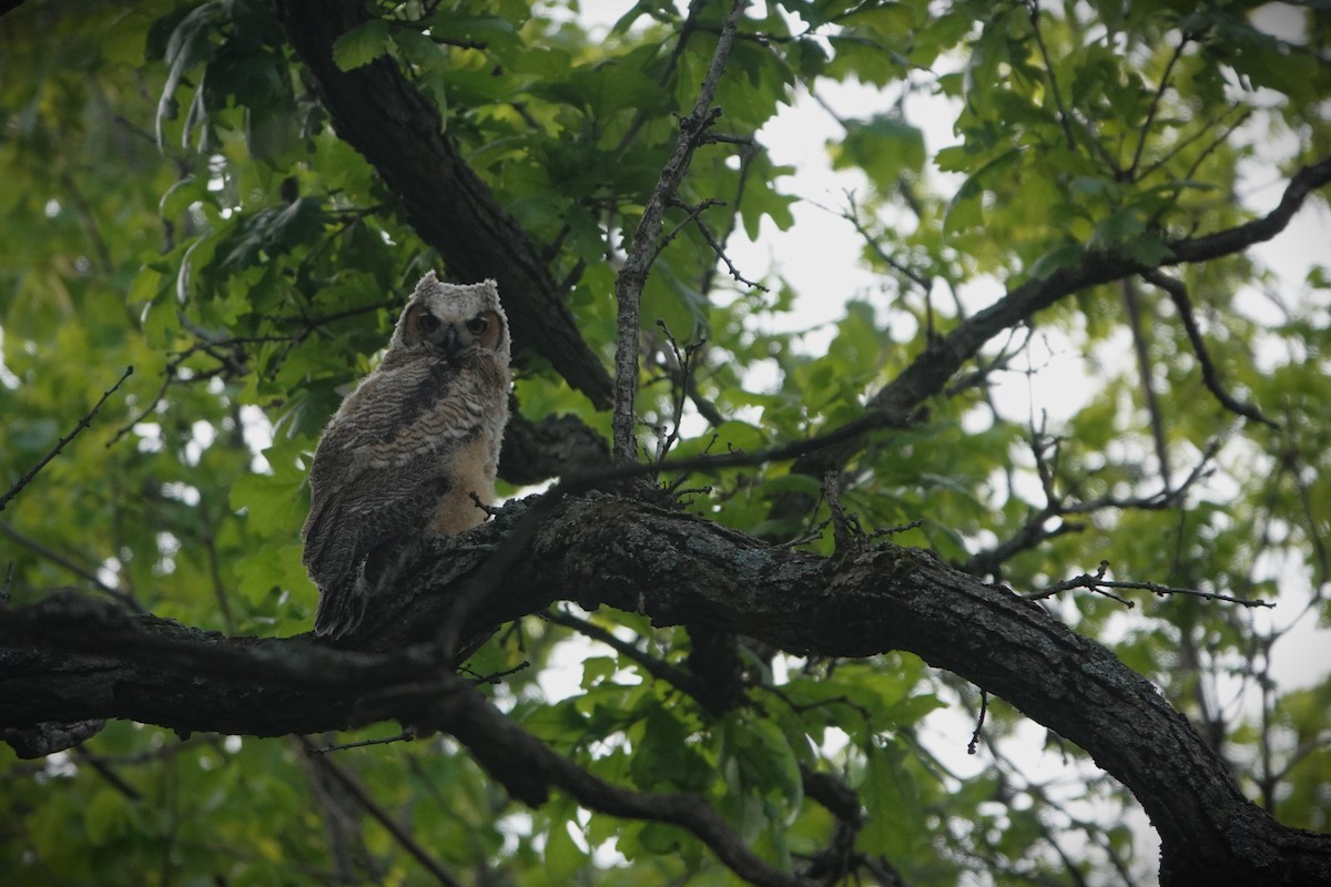 Great Horned Owl - Andre Vu