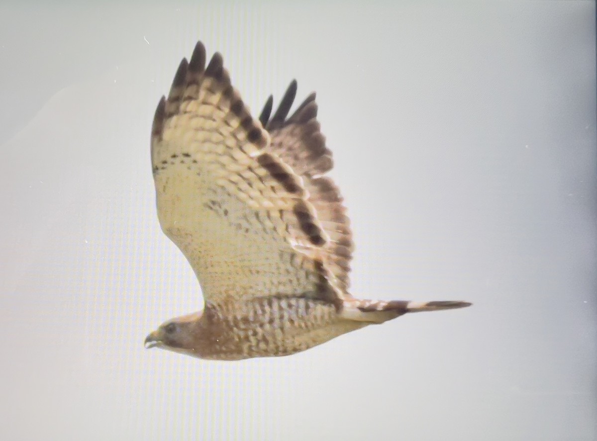 Broad-winged Hawk - Always An Adventure Inc. Team