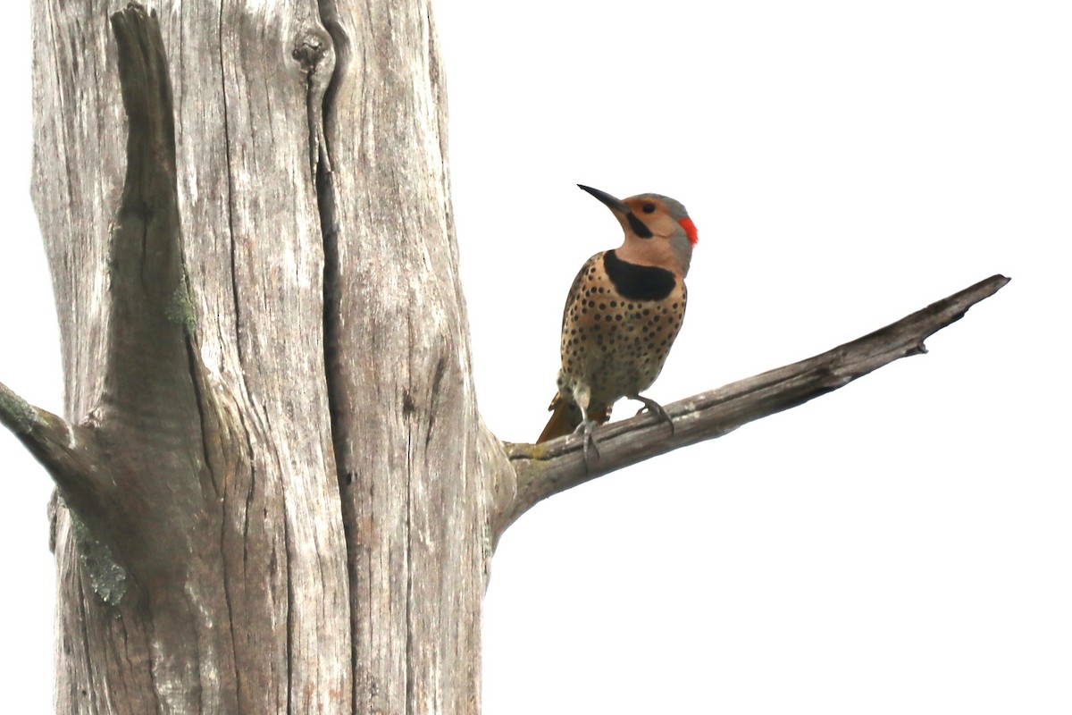 Northern Flicker - ML619400007