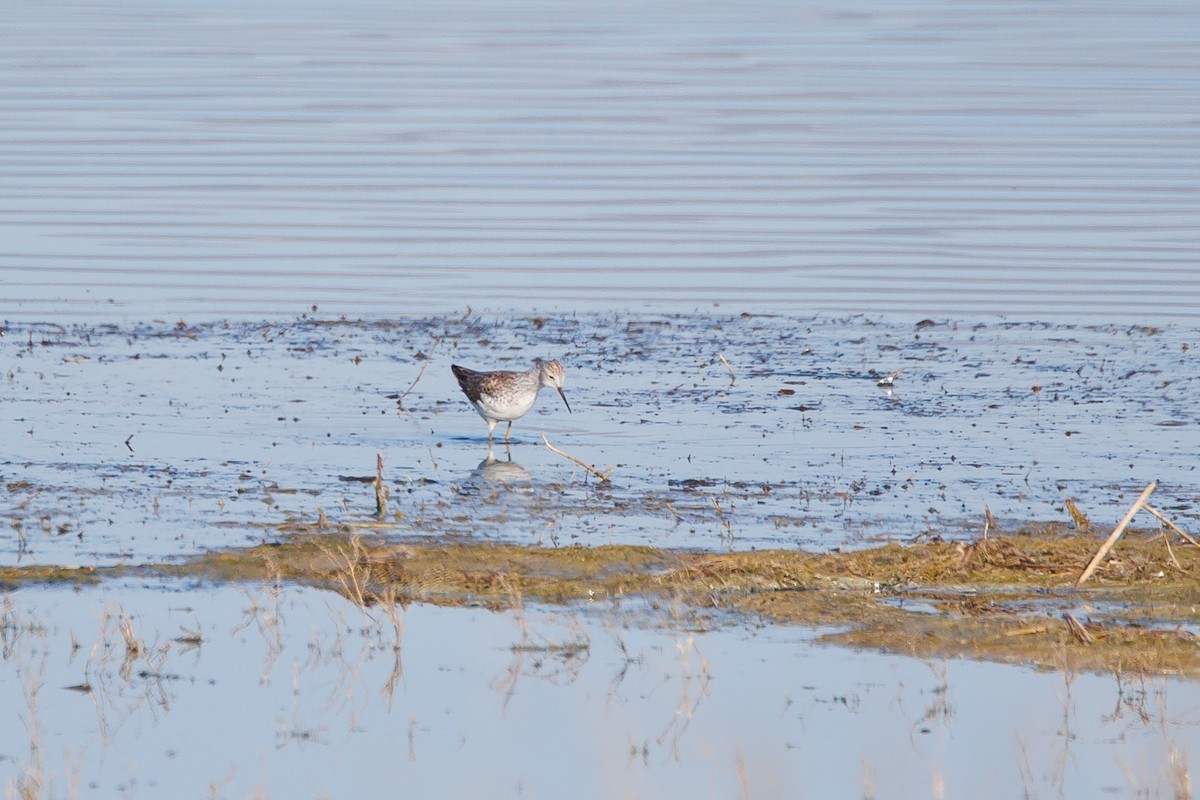 Marsh Sandpiper - Giorgi Natsvlishvili