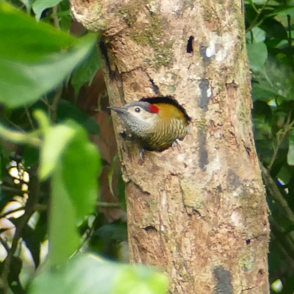 Golden-olive Woodpecker - ML619400017