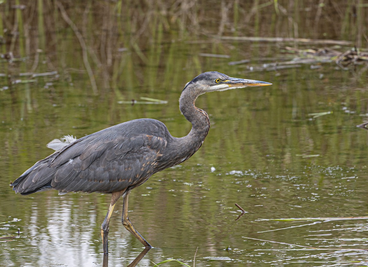 Great Blue Heron - Peter McNamee