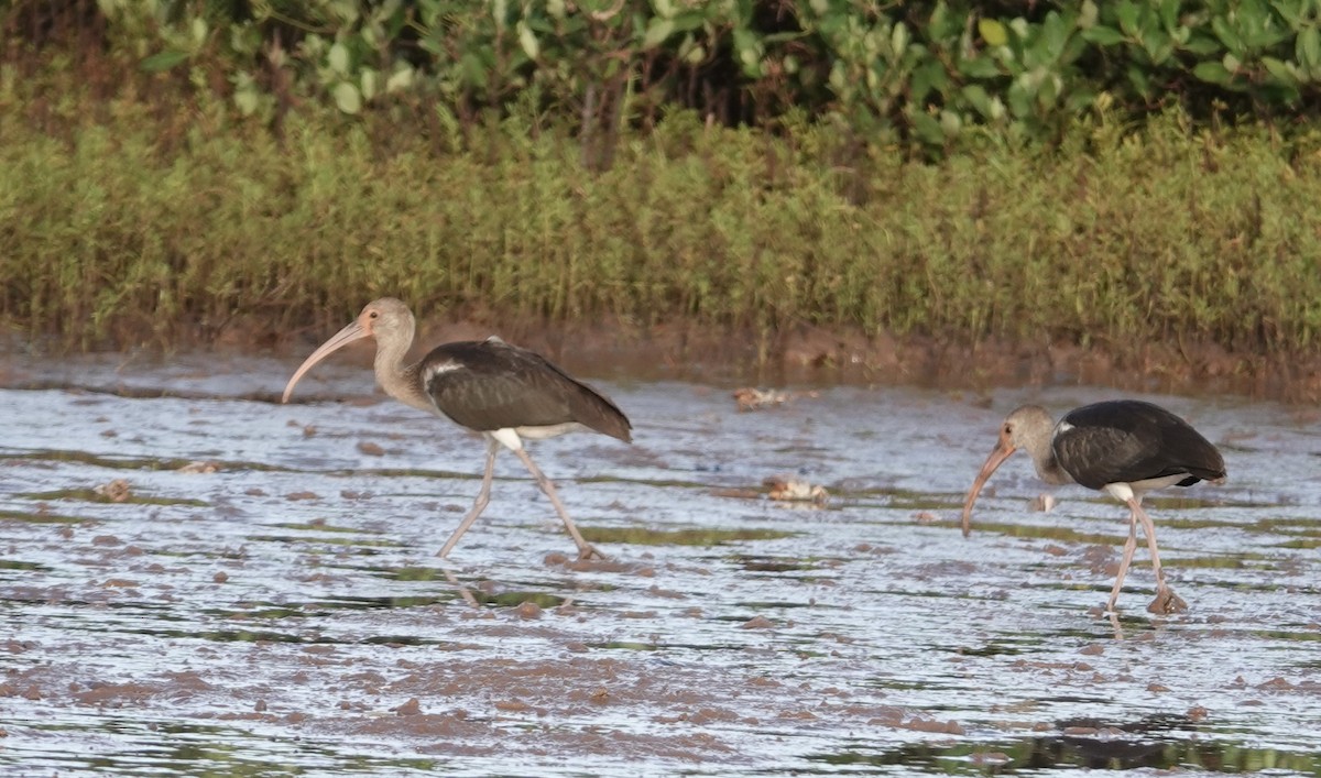 White Ibis - ML619400030