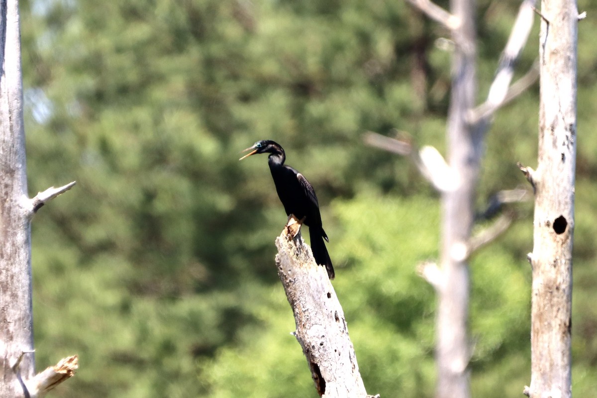 Anhinga Americana - ML619400033