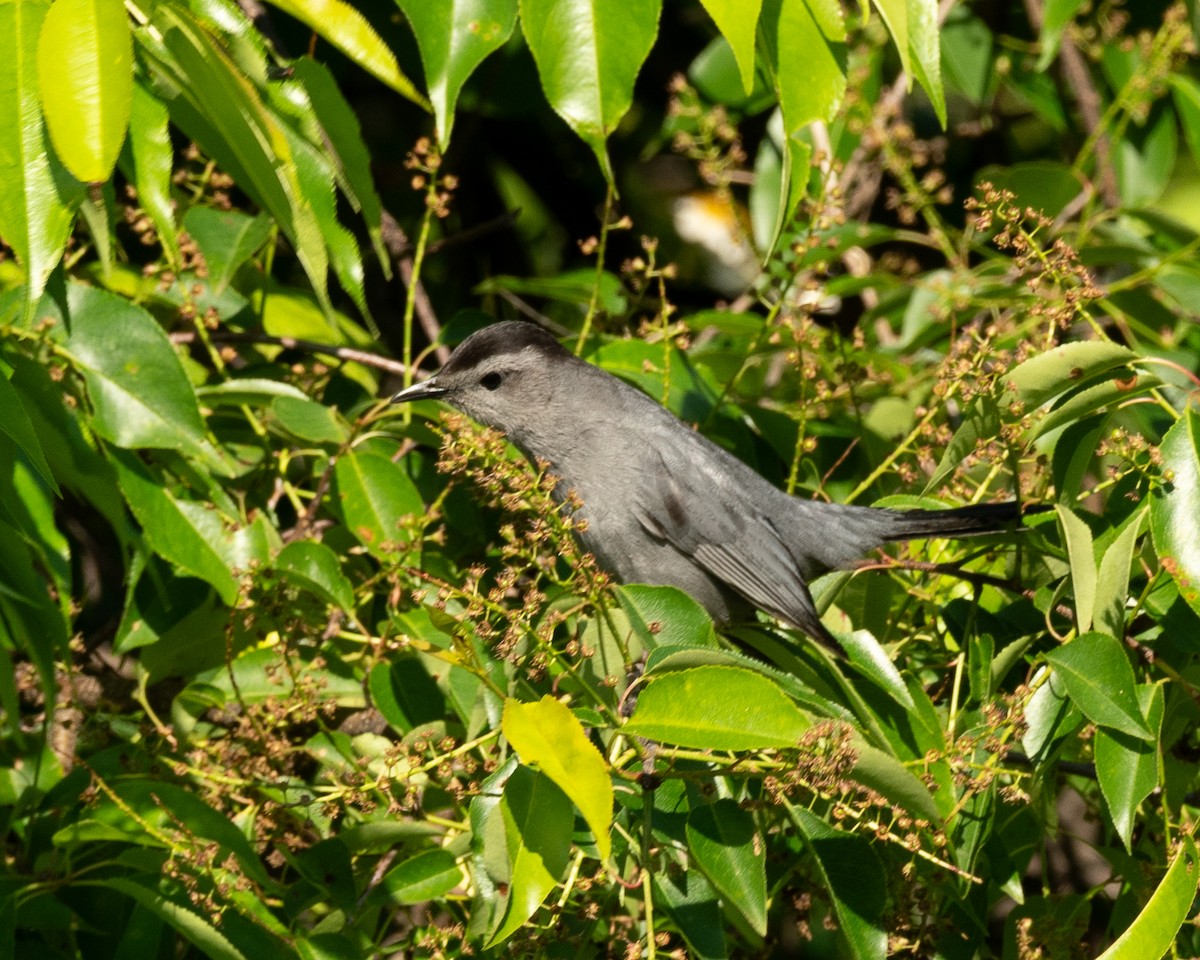 Gray Catbird - Steve Aprile