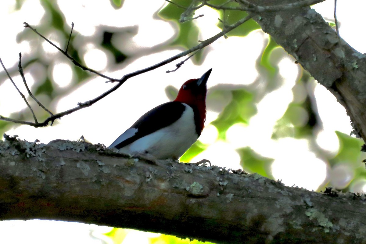 Red-headed Woodpecker - ML619400038