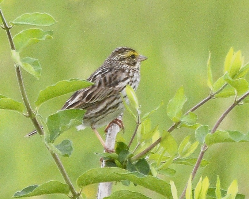 Savannah Sparrow - David Kennedy