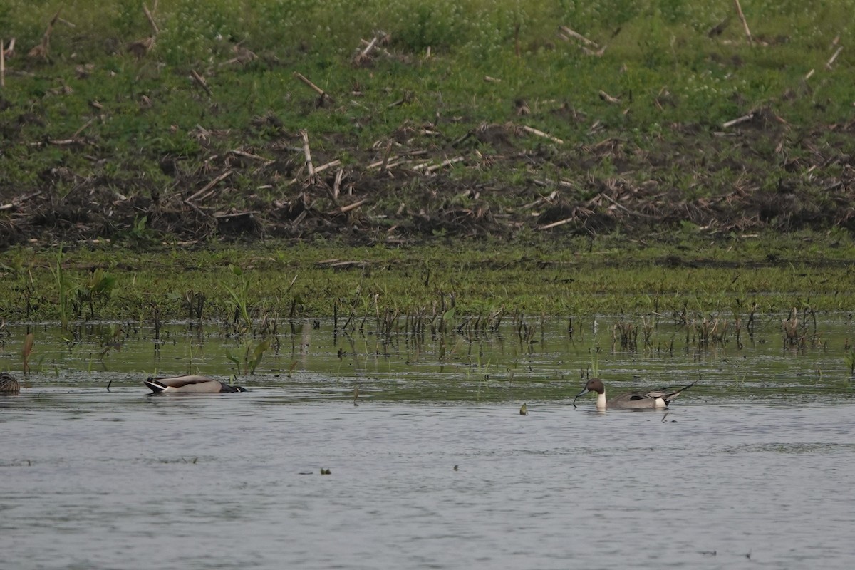 Northern Pintail - Andre Vu