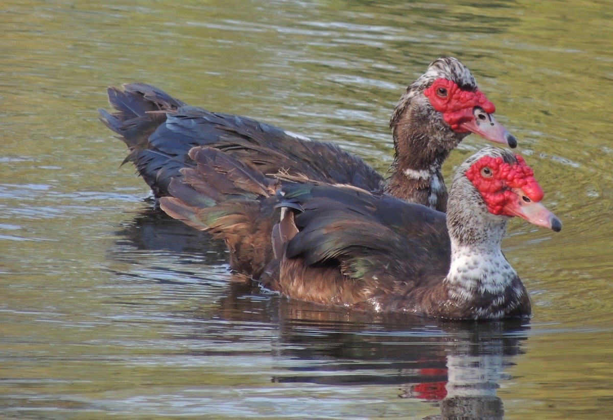 Muscovy Duck (Domestic type) - alice horst