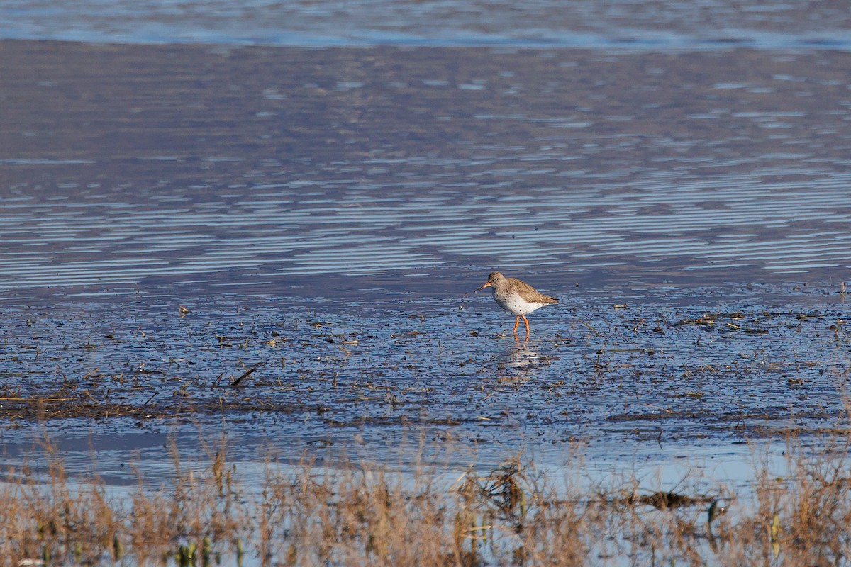 Common Redshank - Giorgi Natsvlishvili