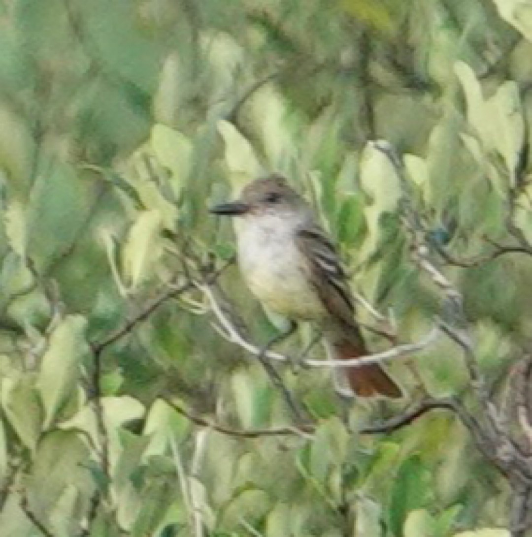 Brown-crested Flycatcher (Arizona) - Eric Hough