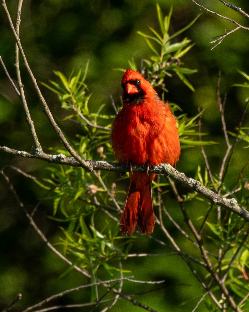 Northern Cardinal - Steve Aprile