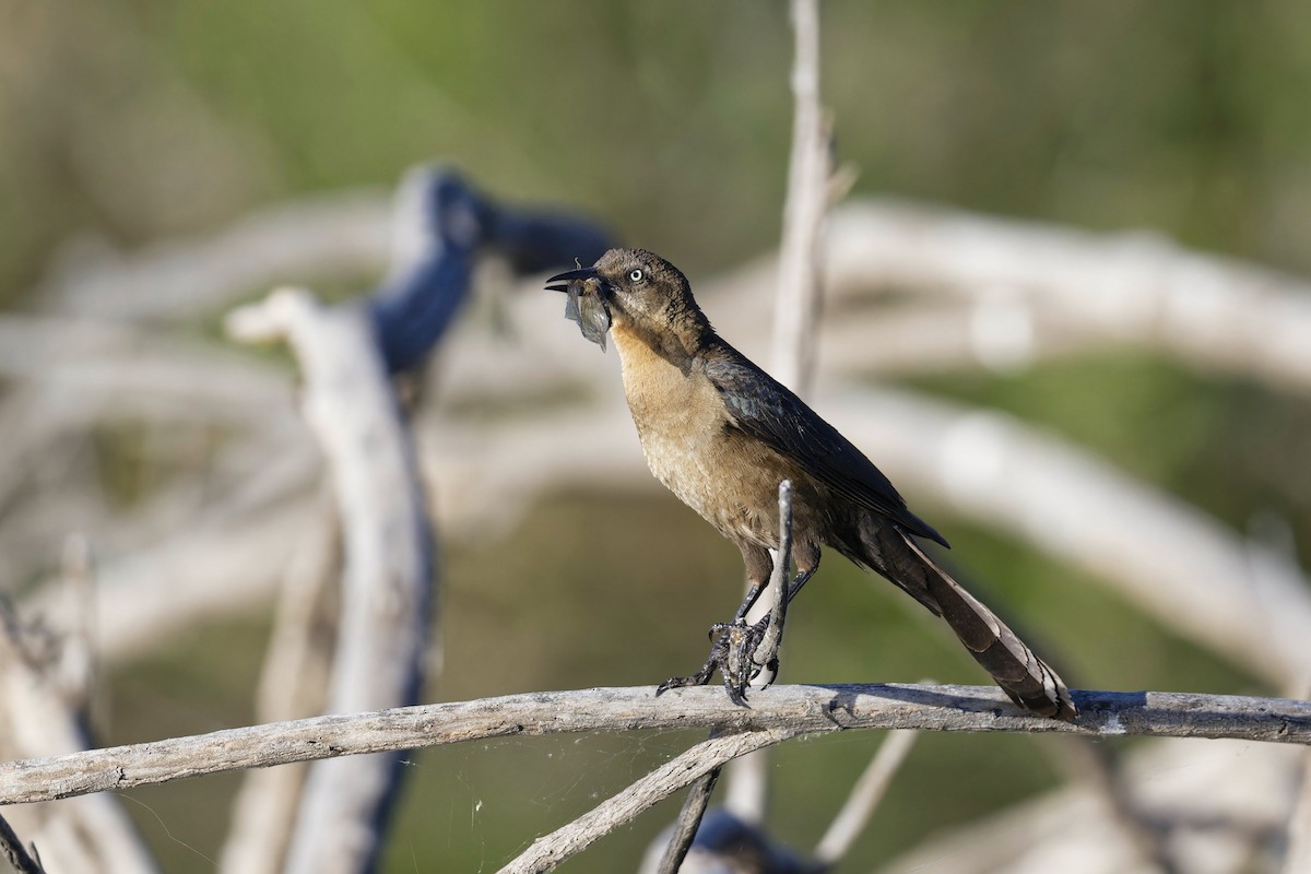 Great-tailed Grackle - Anonymous