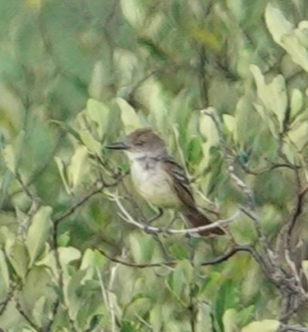 Brown-crested Flycatcher (Arizona) - Eric Hough