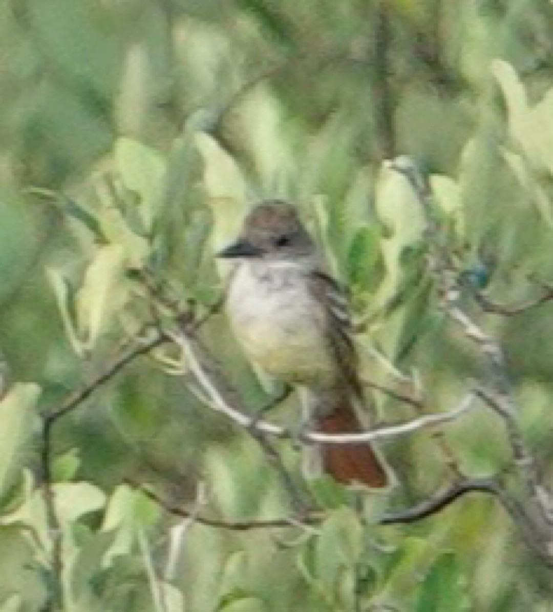 Brown-crested Flycatcher (Arizona) - ML619400081