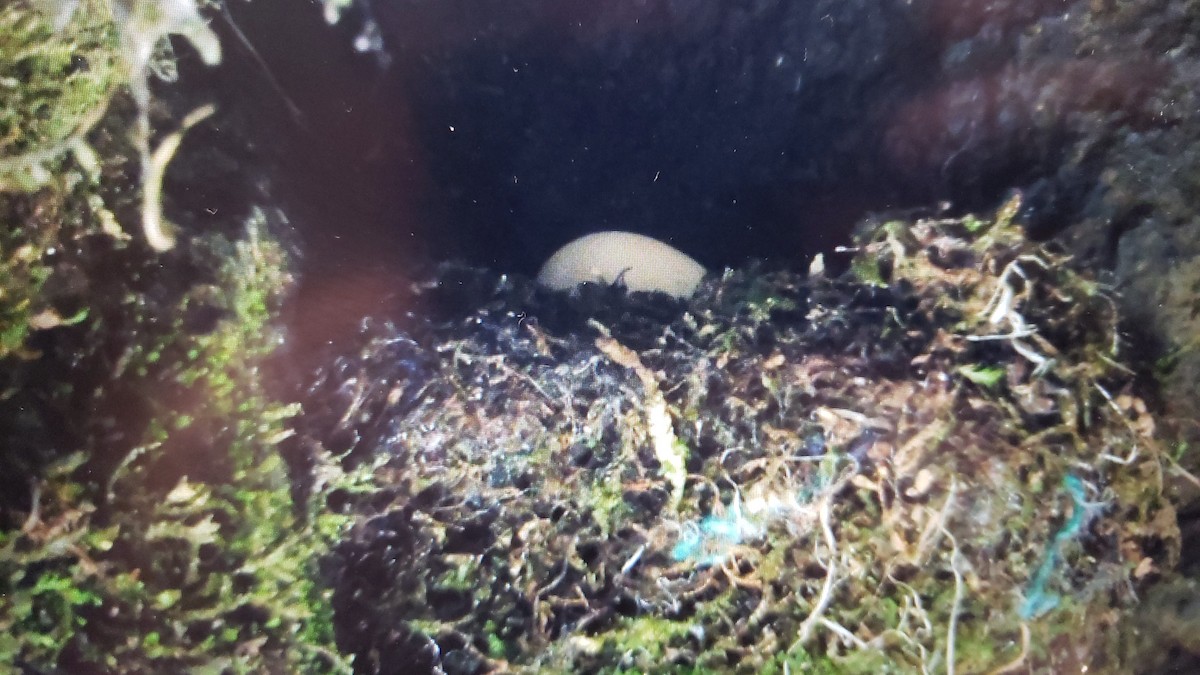 rorýs skvrnolící - ML619400083