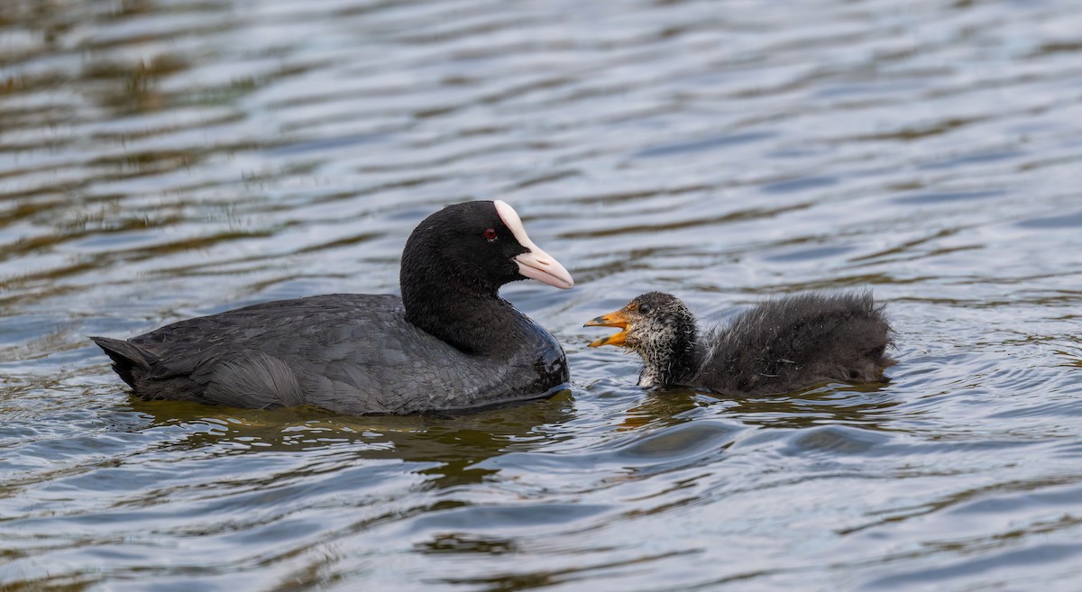 Eurasian Coot - Tracey Jolliffe