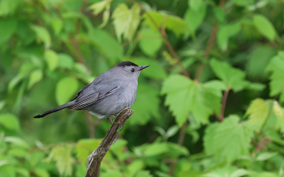 Gray Catbird - Channa Jayasinghe