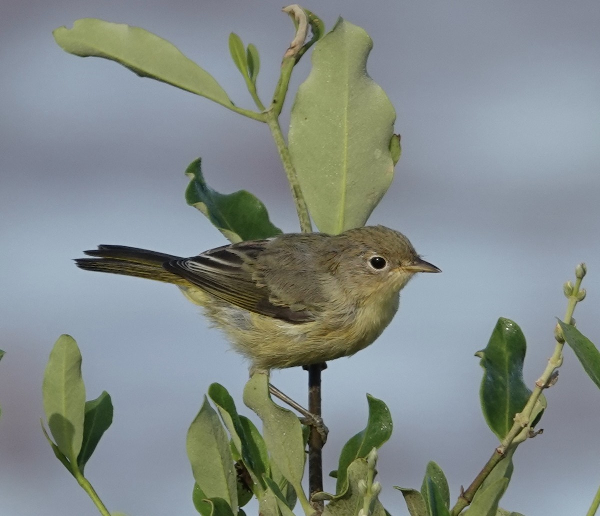 gulparula (erithachorides gr.) (mangroveparula) - ML619400100