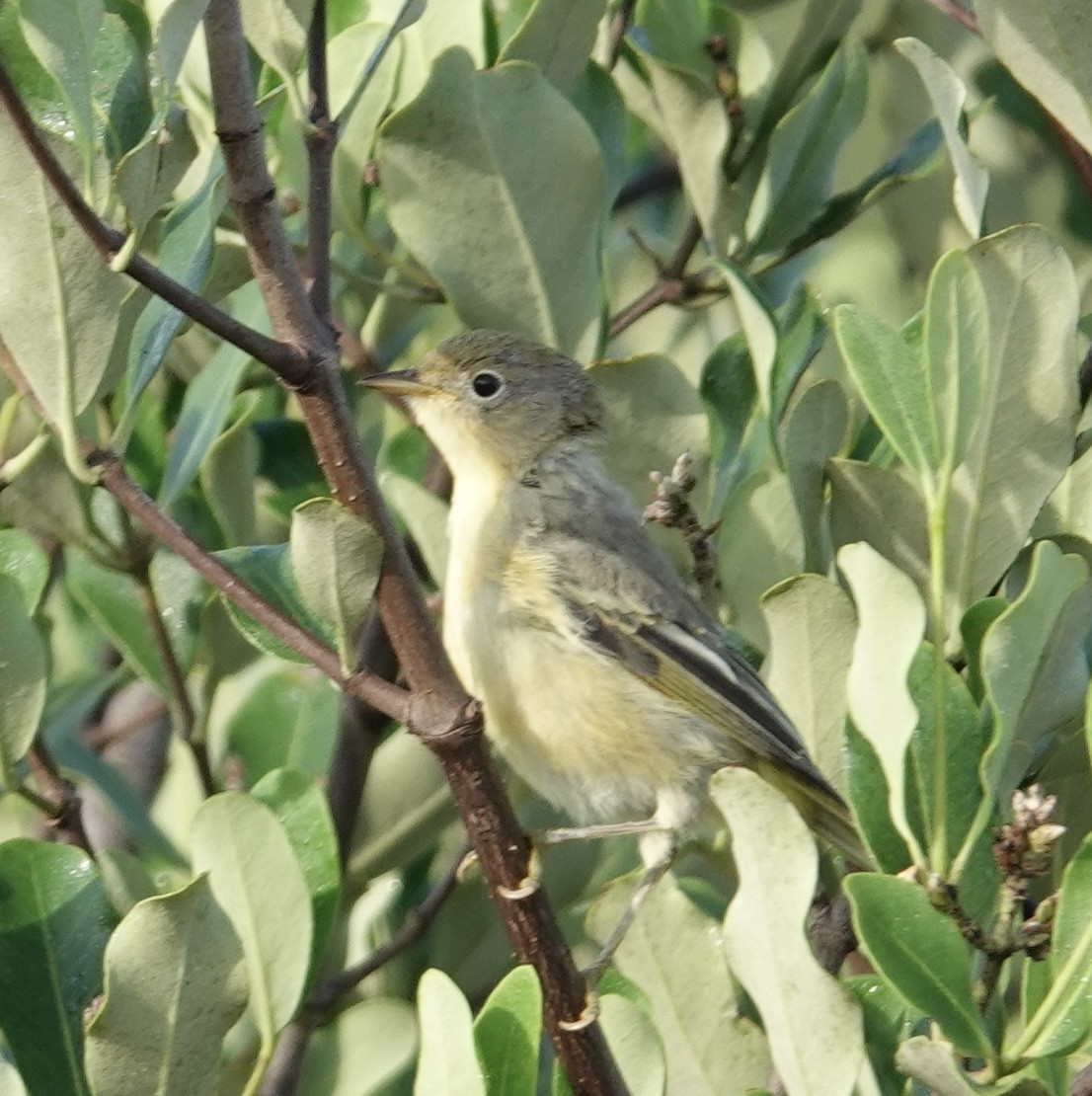 Yellow Warbler (Mangrove) - ML619400102