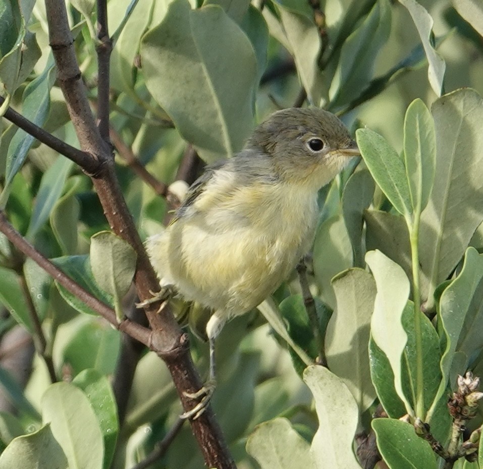 Yellow Warbler (Mangrove) - ML619400103