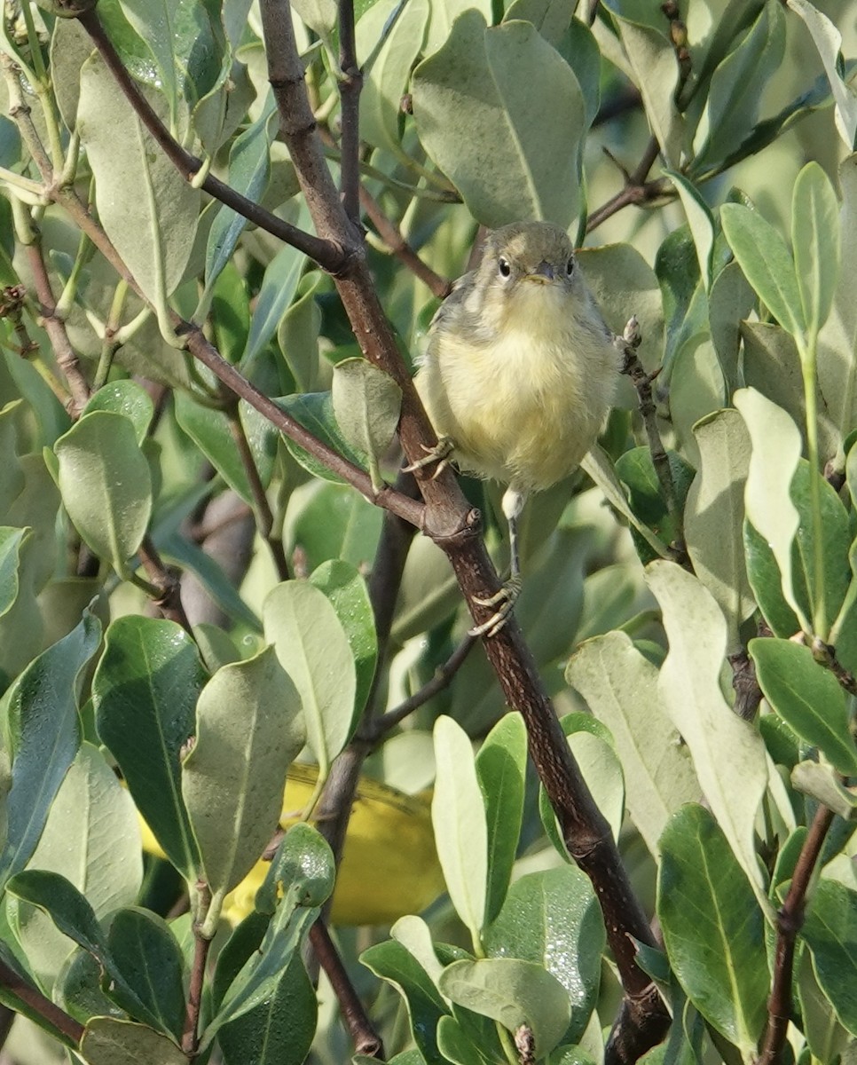 gulparula (erithachorides gr.) (mangroveparula) - ML619400104