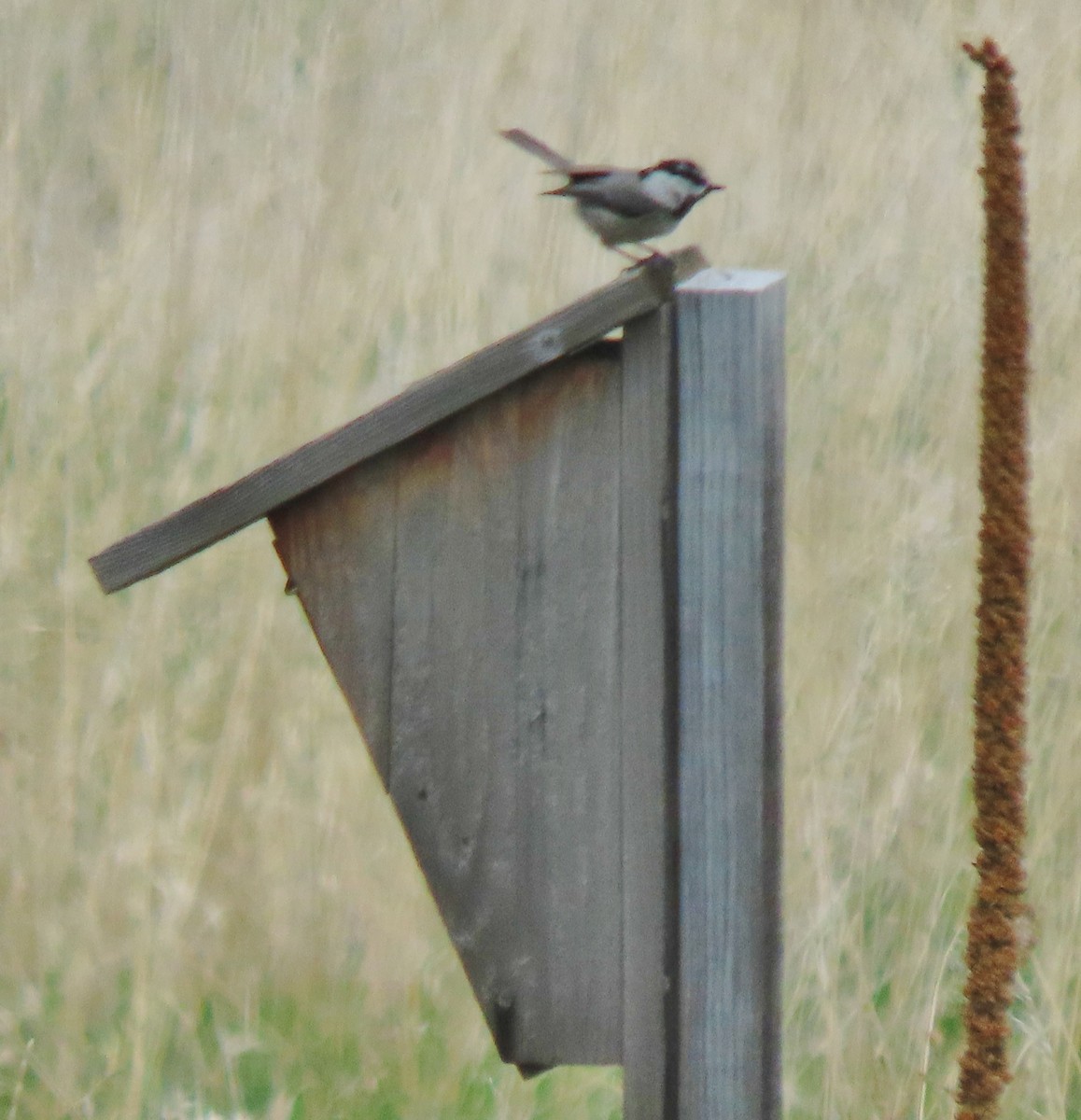 Mountain Chickadee (Rocky Mts.) - ML619400105