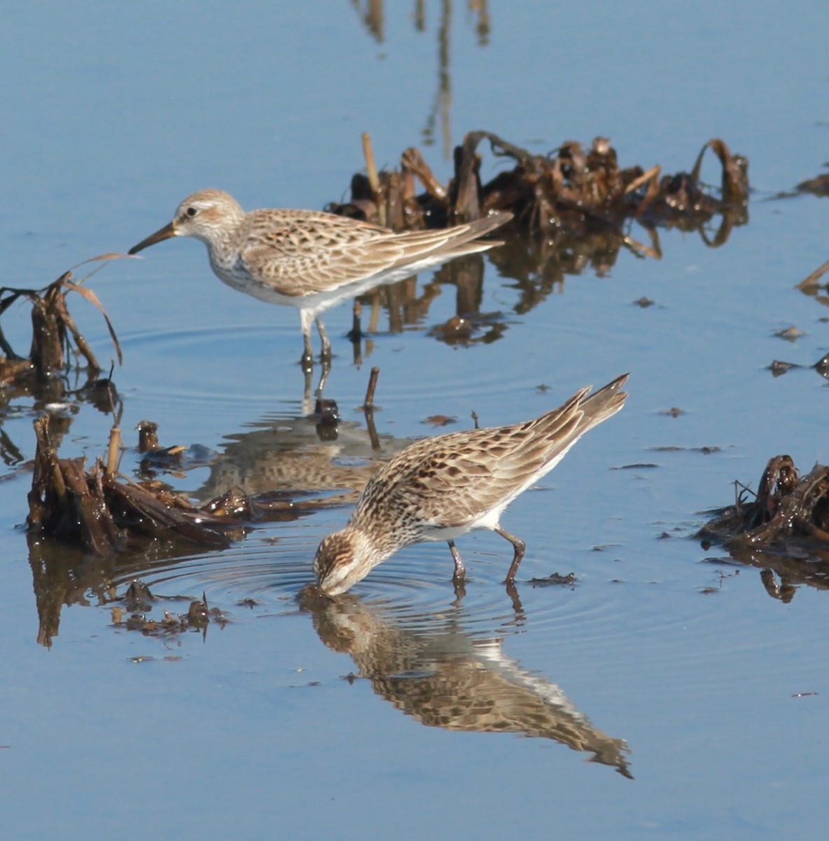 White-rumped Sandpiper - ML619400112