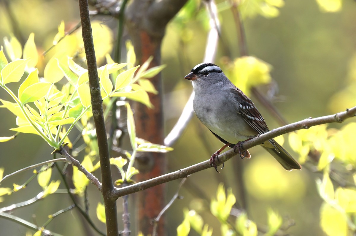 White-crowned Sparrow - Channa Jayasinghe