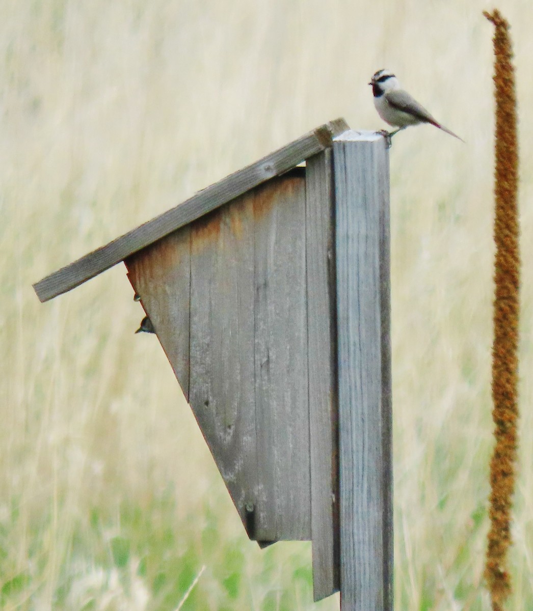 Mountain Chickadee (Rocky Mts.) - peter weber