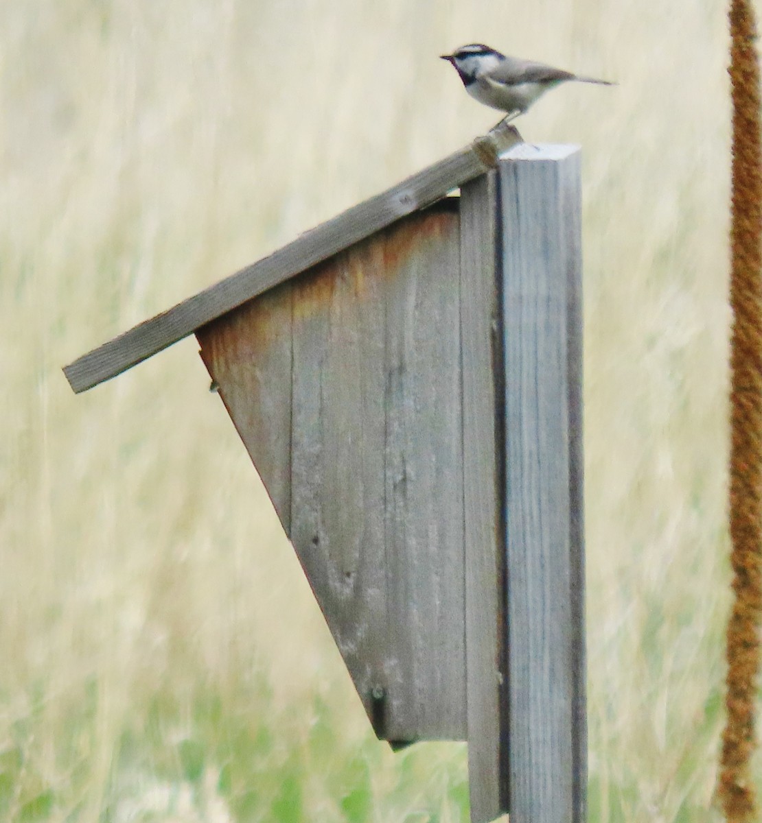 Mountain Chickadee (Rocky Mts.) - ML619400120