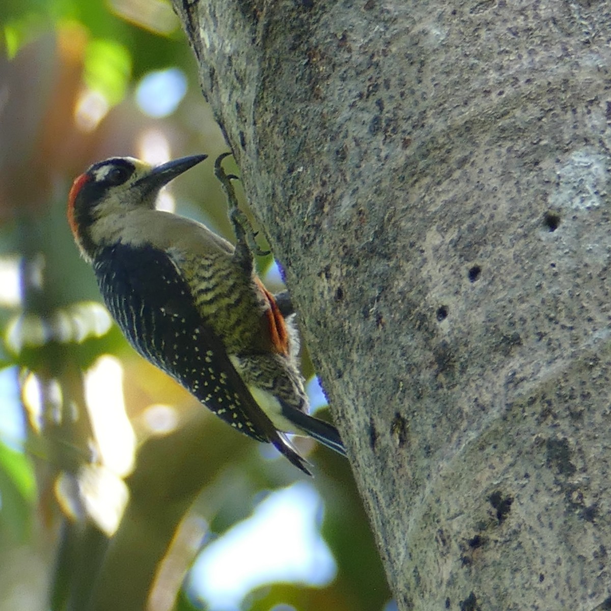 Black-cheeked Woodpecker - Ulrike Schmölzer