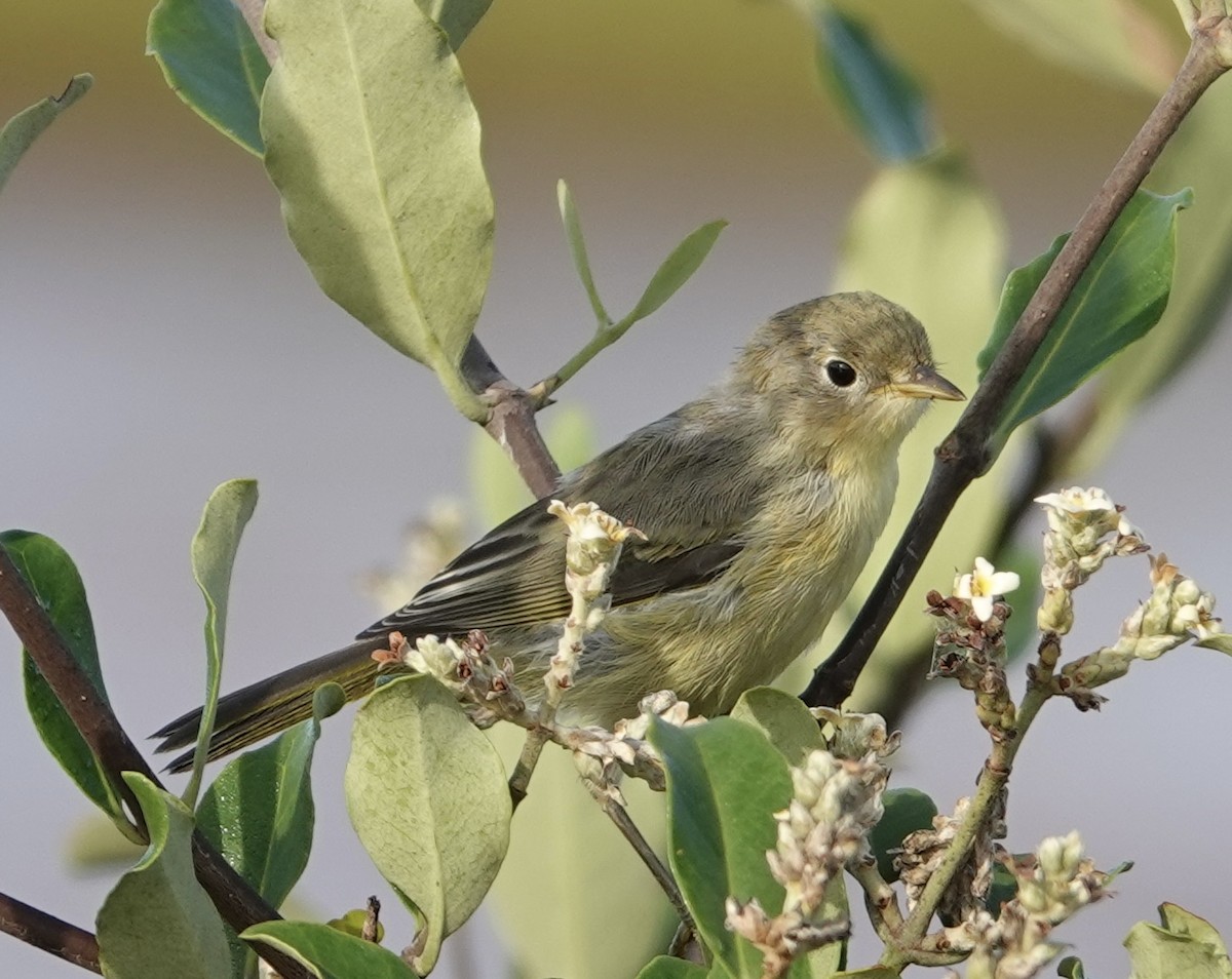 Yellow Warbler (Mangrove) - Eric Hough