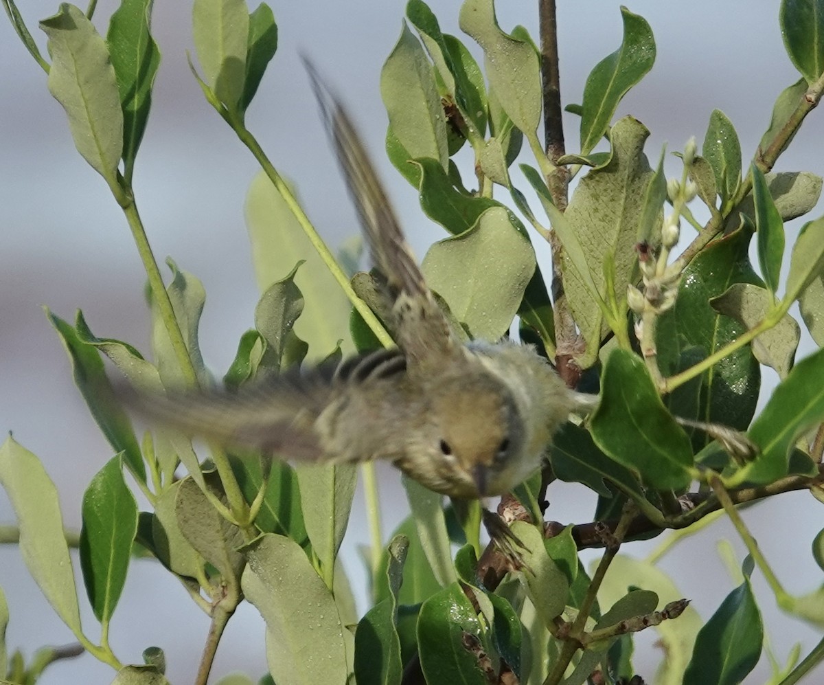 gulparula (erithachorides gr.) (mangroveparula) - ML619400129