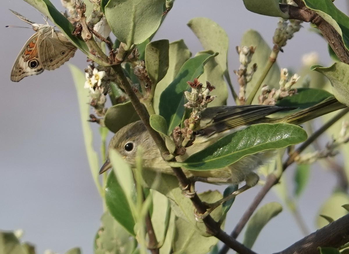 gulparula (erithachorides gr.) (mangroveparula) - ML619400130