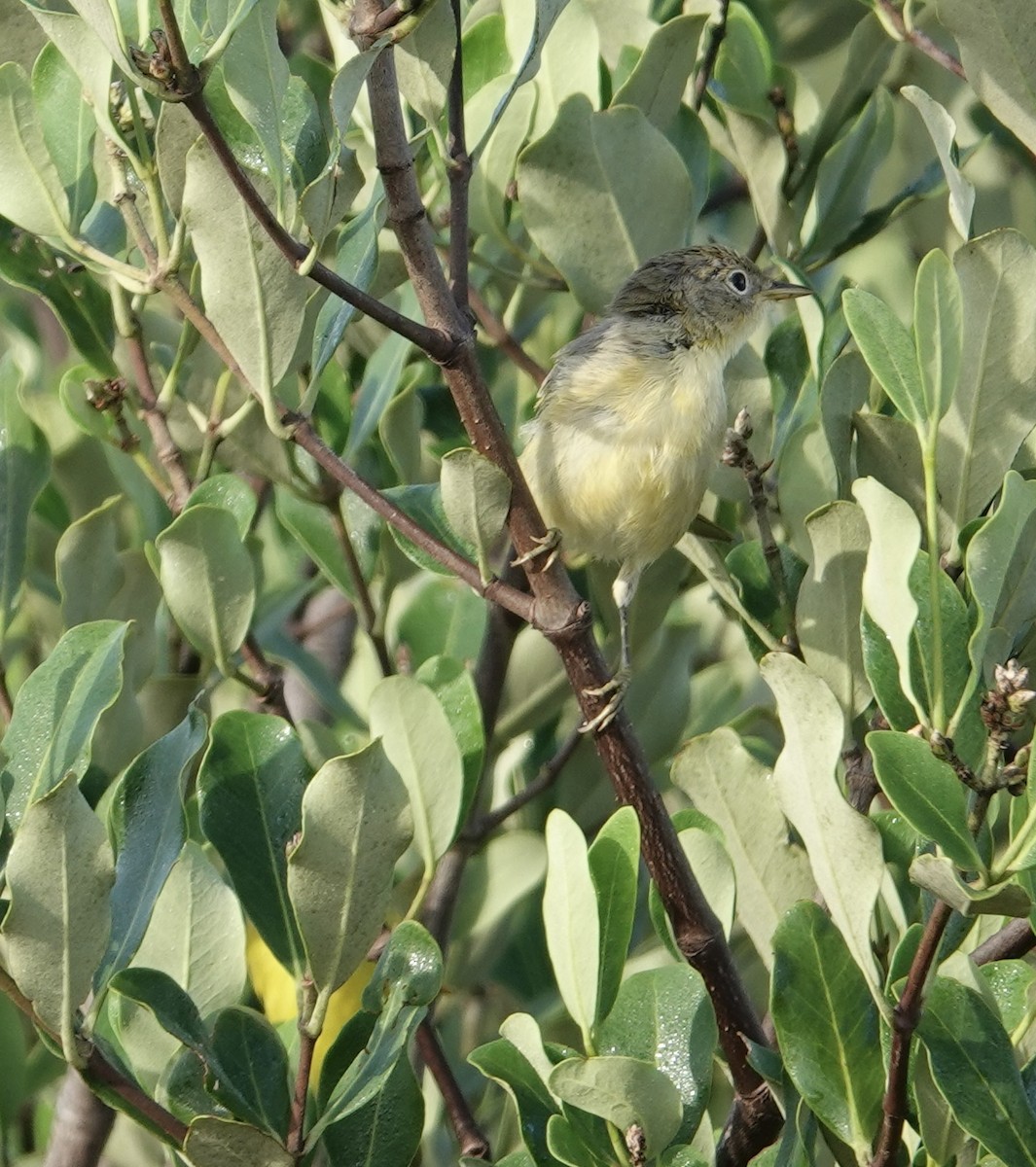 Yellow Warbler (Mangrove) - Eric Hough