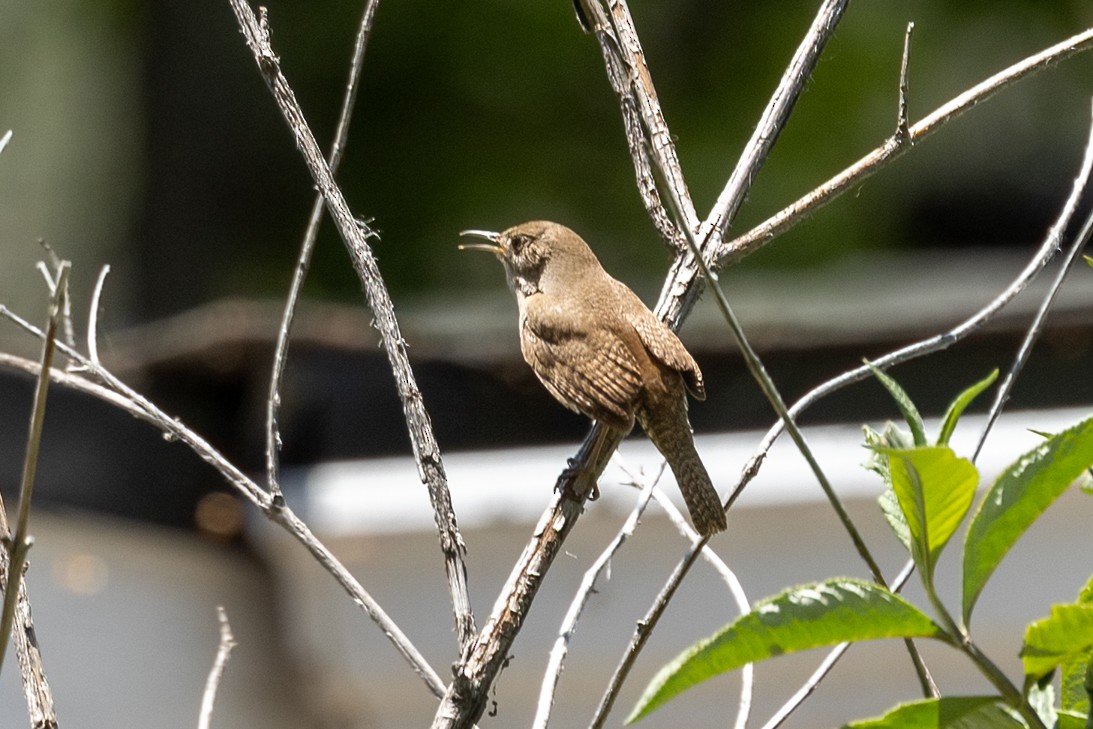 House Wren - Kathryn McGiffen