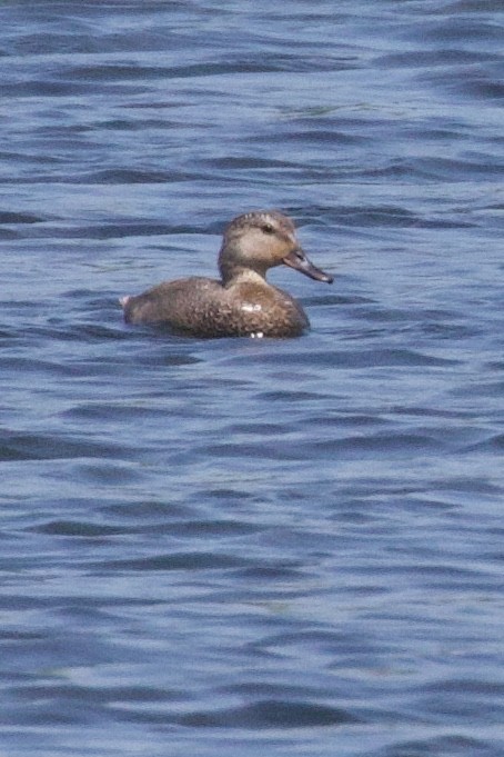 Gadwall - ML619400137