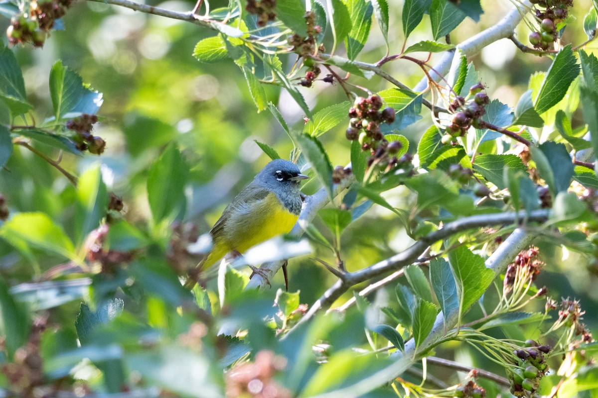 MacGillivray's Warbler - ML619400140